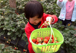摘草莓要門票嗎？摘草莓要多少錢？