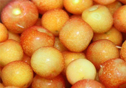 白玉櫻桃是什么？白玉櫻桃能吃嗎？