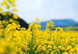 油菜花能開多久？油菜花花期有多長？