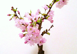 櫻花可以盆栽嗎？櫻花盆栽好養(yǎng)嗎？