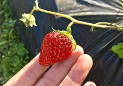 三月份可以種草莓嗎？三月份種草莓能結(jié)果嗎？