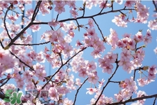 盆栽櫻花要經(jīng)常澆水嗎？櫻花盆栽幾天澆一次水？