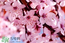 盆栽櫻花要經(jīng)常澆水嗎？櫻花盆栽幾天澆一次水？