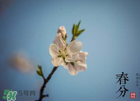 春分種什么菜？春分適合種什么菜？