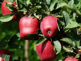 蛇果是脆的還是面的？蛇果是粉的還是脆的？