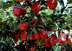 蛇果有點苦可以吃嗎？蛇果為什么會苦？