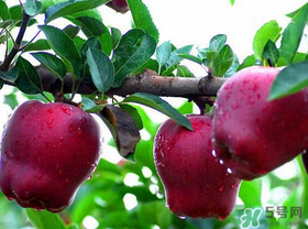 蛇果有點苦可以吃嗎？蛇果為什么會苦？