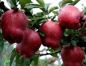 蛇果多少錢一斤？2017蛇果多少錢一斤？