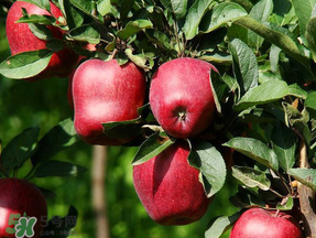 蛇果多少錢一斤？2017蛇果多少錢一斤？