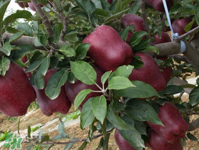 蛇果打蠟用什么洗？蛇果上的蠟怎么去除？