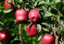 蛇果多少錢一斤？2017蛇果多少錢一斤？