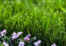 春分種什么菜？春分適合種什么菜？