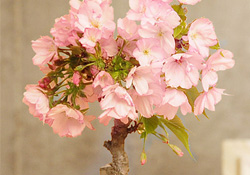 盆栽櫻花要經(jīng)常澆水嗎？櫻花盆栽幾天澆一次水？