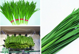 驚蟄前后可以種什么？驚蟄前后種什么蔬菜？