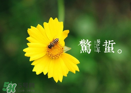 驚蟄前后可以種什么？驚蟄前后種什么蔬菜？