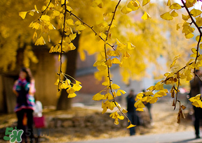 驚蟄能回娘家嗎？驚蟄有什么禁忌？