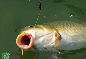 驚蟄前后可以夜釣鯉魚嗎？驚蟄前后釣魚技巧