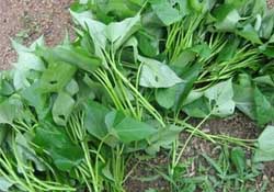 驚蟄前后可以種什么？驚蟄前后種什么蔬菜？