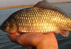 驚蟄前后好釣魚嗎？驚蟄前后釣魚技巧