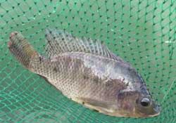 驚蟄能釣魚嗎？驚蟄釣什么魚好？