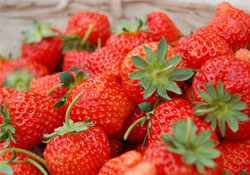 四月份可以種草莓嗎？四月份種草莓能結(jié)果嗎？