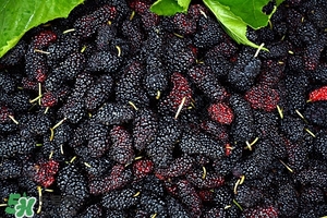 桑葚怎么吃 桑葚吃法 桑葚怎么吃 桑葚吃法