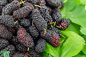 桑葚怎么吃 桑葚吃法 桑葚怎么吃 桑葚吃法