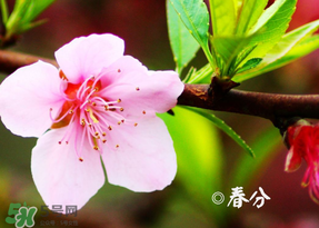 2017年春分是什么時候？2017年春分是幾月幾號？