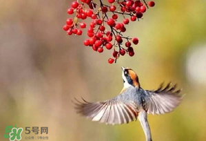 驚蟄過后一周會(huì)下雨嗎？驚蟄下雨好嗎？