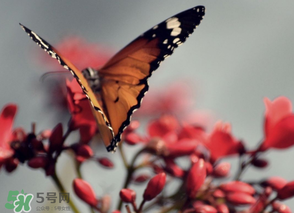 驚蟄過后一周會(huì)下雨嗎？驚蟄下雨好嗎？