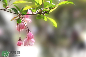 春分開什么花？春分什么花開？