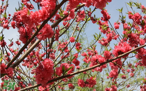 春分開什么花？春分什么花開？