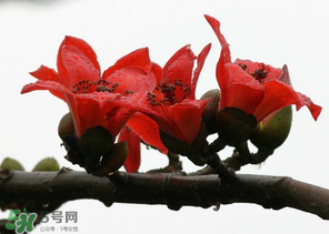 春分會(huì)下雨嗎？春分節(jié)氣下雨好還是不好？