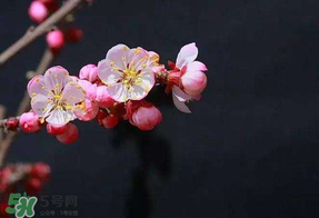 春分會(huì)下雨嗎？春分節(jié)氣下雨好還是不好？