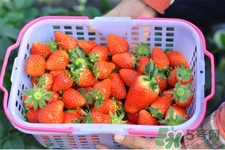 家里可以種草莓嗎？陽臺上可以種草莓嗎？