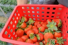 自己在家種草莓好養(yǎng)嗎？如何在家里種草莓？