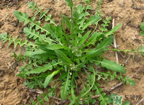 痛風(fēng)能吃薺菜嗎？痛風(fēng)病人能吃薺菜嗎？