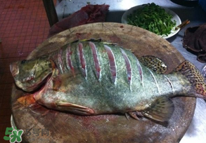 三月份吃什么魚？3月份吃什么魚好？