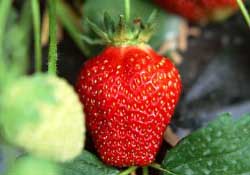 三月份有草莓嗎？三月份的草莓可以吃嗎？