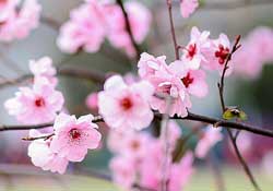 春分開什么花？春分什么花開？