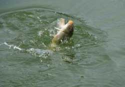 春分節(jié)氣好釣魚嗎？春分釣魚技巧