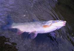 3月份釣魚用什么餌料？三月份釣魚用什么魚餌？