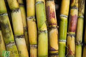 3月份能吃甘蔗嗎？三月份的甘蔗能吃嗎？