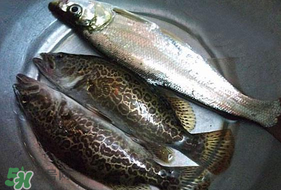 ?3月份可以釣翹嘴嗎？翹嘴幾月份好釣？