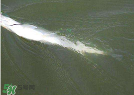 ?3月份可以釣翹嘴嗎？翹嘴幾月份好釣？