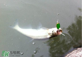 ?3月份可以釣翹嘴嗎？翹嘴幾月份好釣？