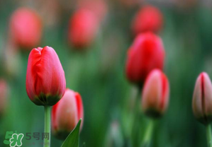 郁金香3月份還能種嗎？三月份種郁金香可以嗎？