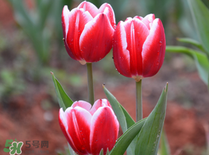 郁金香3月份還能種嗎？三月份種郁金香可以嗎？