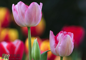 郁金香3月份還能種嗎？三月份種郁金香可以嗎？