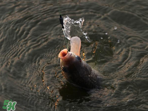3月份釣什么魚？3月份怎么釣魚？